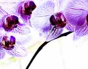 orchids_s.jpg