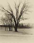 trees_s.jpg
