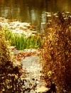 riverbank_s.jpg